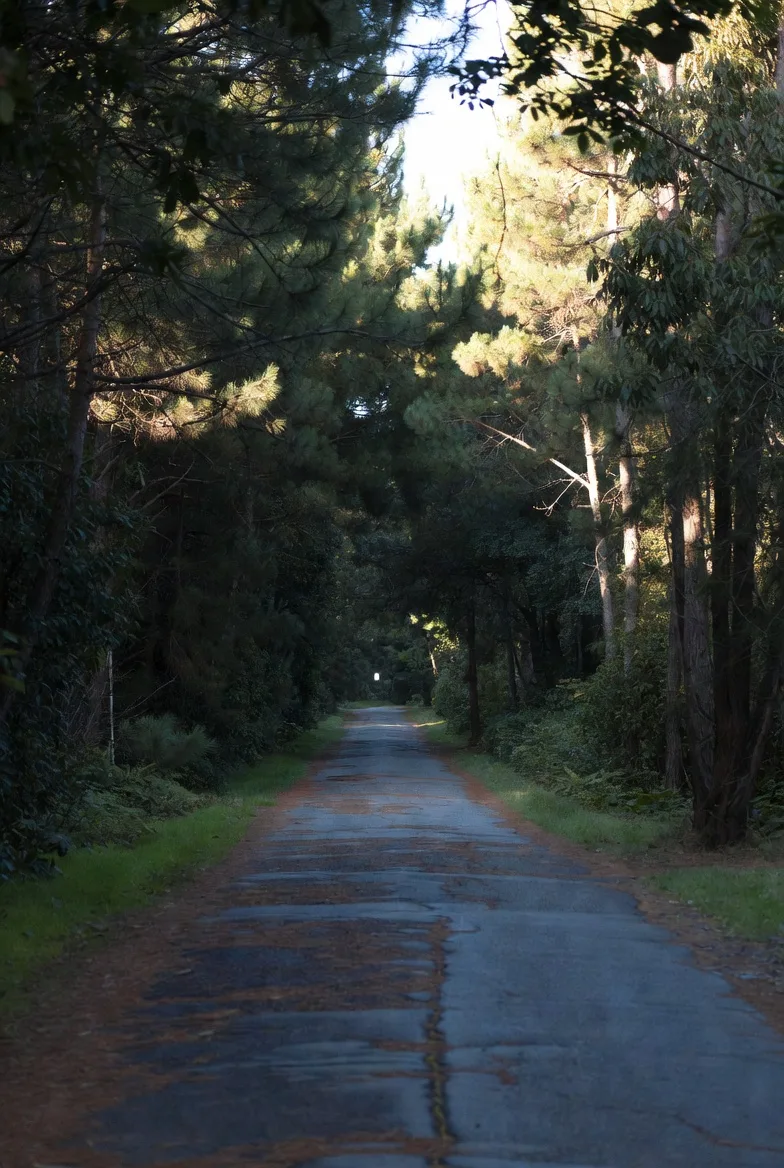 A paved road running straight through a tall pine forest